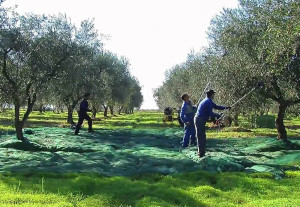 La Gemina d'Or - Raccolta Olive
