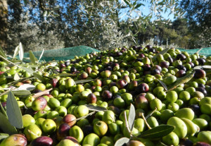 La Gemina d'Or - Raccolta Olive