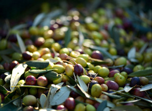 La Gemina d'Or - Lavorazione Olive