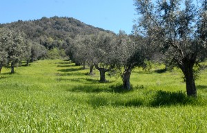 La Gemina d'Or - Uliveto