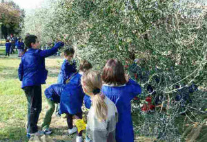 Raccolta Olive